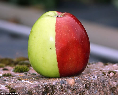 英国老人发现苹果树上结了半红半绿的苹果