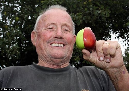 英国老人发现苹果树上结了半红半绿的苹果