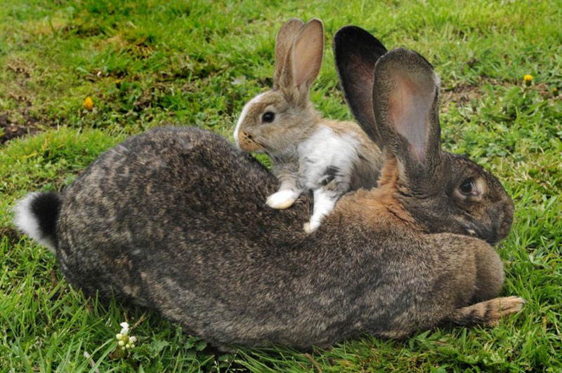 世界上最昂贵的大流士兔子，每年开消4千美元食物