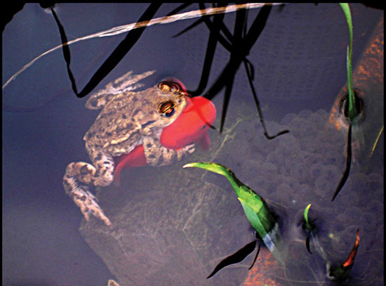 喜感的一幕 青蛙搭金鱼的便车