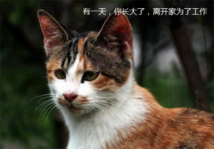 好玩的喵星人的生活：妈妈的爱！很萌，很感人！
