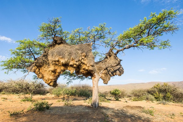 你没看错! <wbr>世界最大鸟巢重逾900公斤 <wbr>压垮树干（组图）