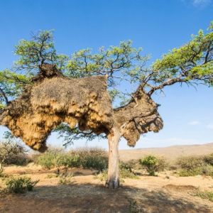 世界最大鸟巢重逾900公斤 压垮树干