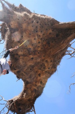 你没看错! <wbr>世界最大鸟巢重逾900公斤 <wbr>压垮树干（组图）