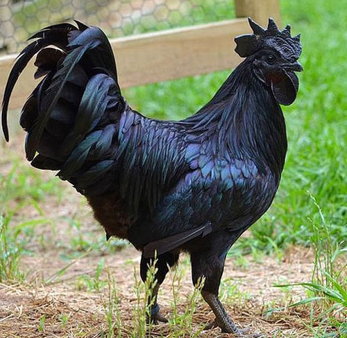 印尼出现“金属鸡”，象征着好运气