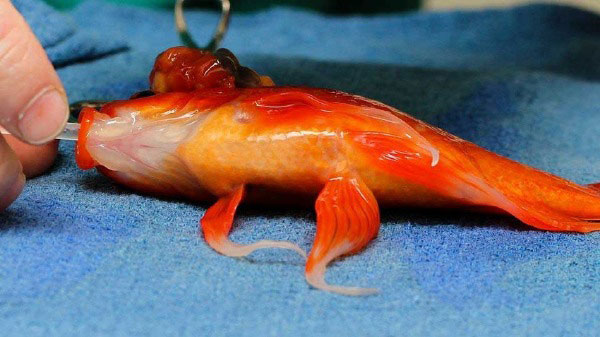 澳大利亚一条金鱼患脑瘤，主人送去医院做手术