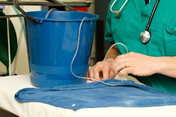 澳大利亚一条金鱼患脑瘤，主人送去医院做手术