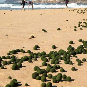 外星“绿毛蛋” 入侵澳大利亚悉尼海滩