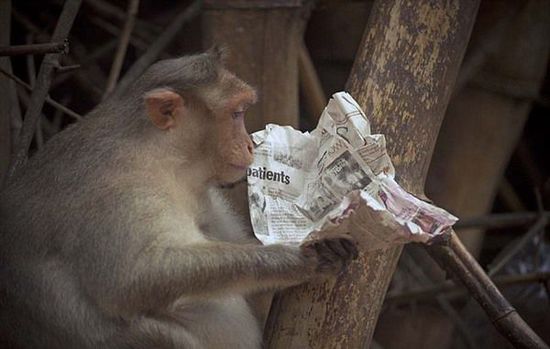 印度猕猴看报纸 “研读”股市新闻表情惊呆