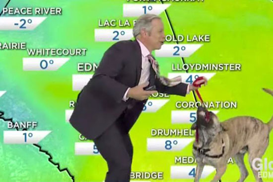 加拿大搞笑天气预报员带小狗播节目喜味足