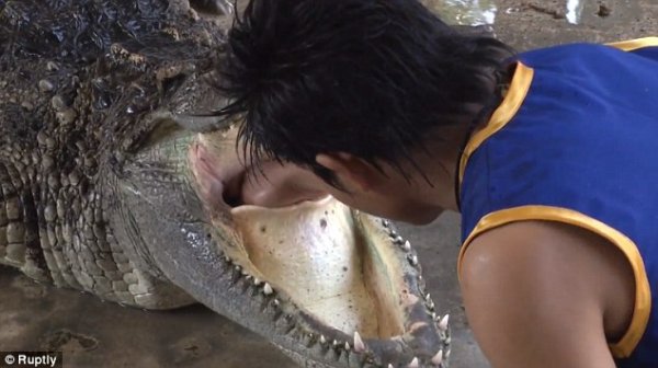 为吸引游客，泰国动物园的工作人员冒险把头伸进鳄鱼嘴中