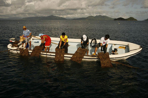 涨知识了！揭秘菲律宾黄金珍珠养殖过程