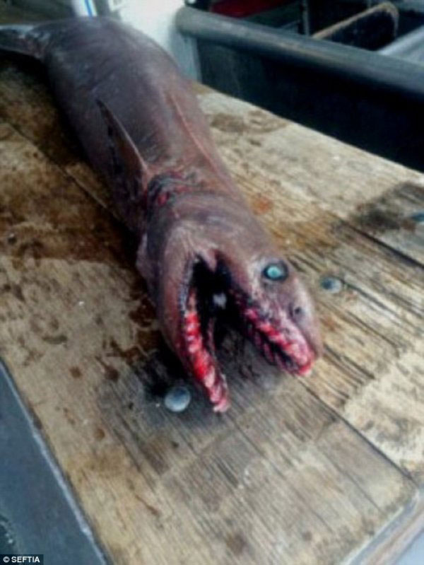 澳洲渔夫发现古老鲨鱼，它有300颗牙
