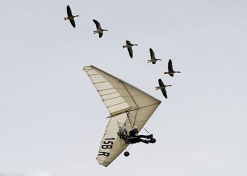法国男子竟与天鹅一起飞翔了15年，被称为“鸟人”