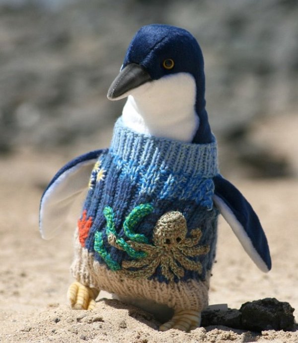萌萌哒！给企鹅织毛衣的澳洲老人