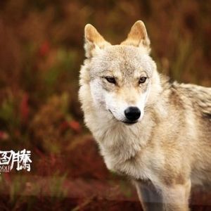 《狼图腾》的狼，到底能驯不能驯？