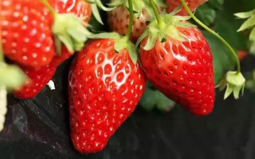 教你辨识打了激素的草莓 绝对实用！