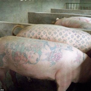 创意:比利时艺术家为活猪文身 一张猪皮卖50万元