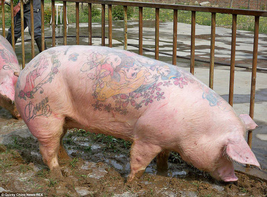 创意:比利时艺术家为活猪文身 一张猪皮卖50万元