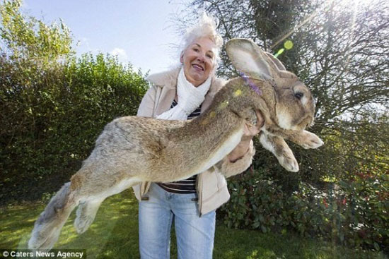 世界上最大兔子体长1米3 其身高和体重或被其子超过