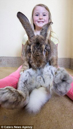 世界上最大兔子体长1米3 其身高和体重或被其子超过