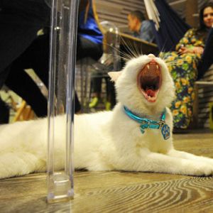 莫斯科开首家猫咪咖啡厅 为喵星人量身打造