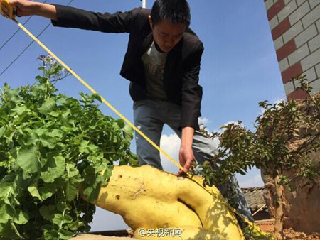 云南村民种出“胖娃娃”大萝卜 长1.2米重约30斤