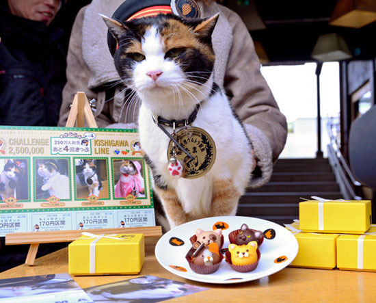 日本为猫站长庆16岁生日 相当人类80岁高龄(图)