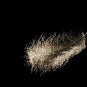艺术家的千人裸体项目：漂浮的羽毛