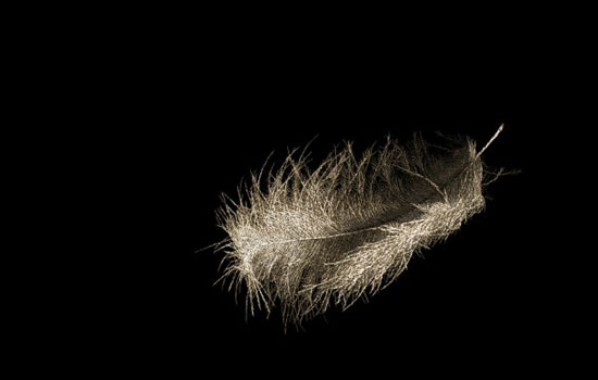 艺术家的千人裸体项目：漂浮的羽毛