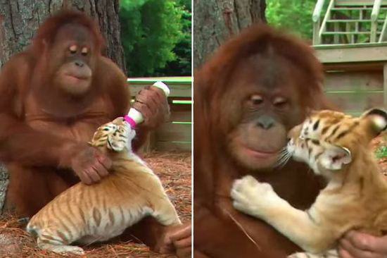呆萌！母猩猩对小老虎宠爱有加竟给其喂奶