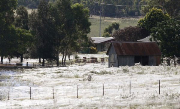 澳大利亚小镇下起了“蜘蛛雨” 被称为“天使发丝”
