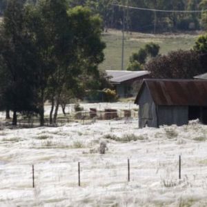澳大利亚小镇下起了“蜘蛛雨” 被称为“天使发丝”