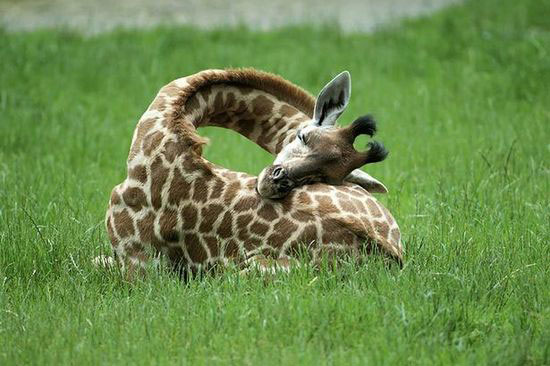 长颈鹿的烦恼：长这么高吃饭睡觉我容易吗?