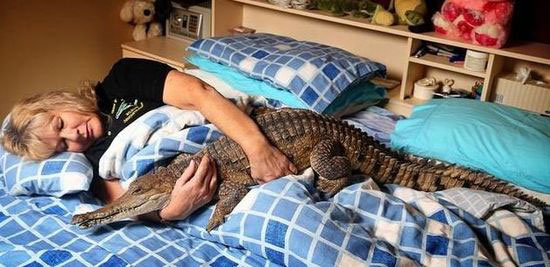 女子每天与宠物鳄鱼同床共枕 世界上唯一一只驯养鳄鱼
