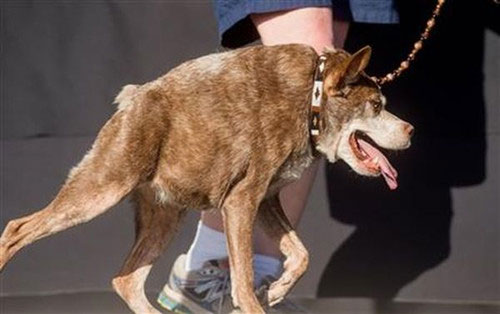 全世界最丑狗：外表凶残 形似“钟楼怪人”