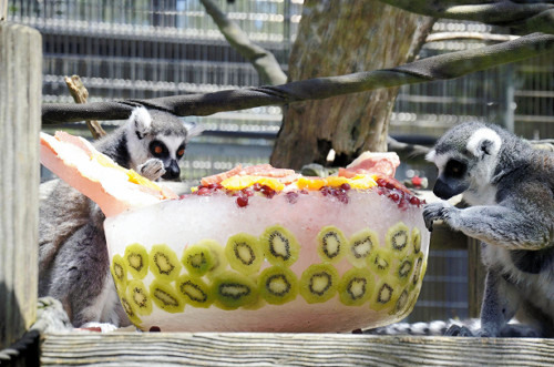 日本动物的夏日福利 动物们消暑忙嚼水果冰