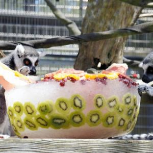 日本动物的夏日福利 动物们消暑忙嚼水果冰