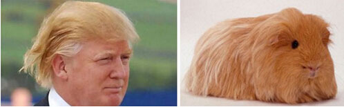 被玩坏的美总统竞选人唐纳德-特朗普 网友恶搞被吐槽的发型