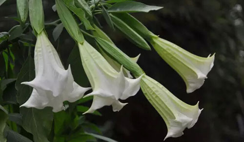 揭秘电视剧里的那些毒药:鹤顶红、蒙汗药、情花