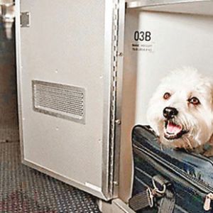 美国客机设宠物头等舱 每只宠物收费只需125美元