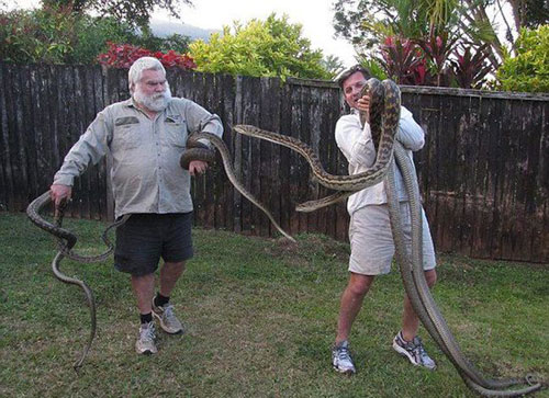 两母蟒蛇为争交配权在居民屋顶打架 两公蟒蛇袖手旁观