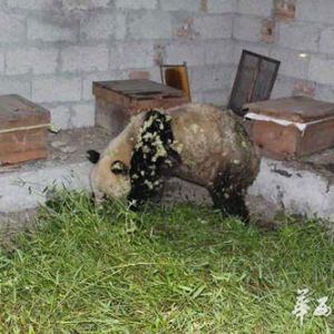 吃货的世界！国宝大熊猫下山偷吃10箱蜂蜜 从下午吃到晚上