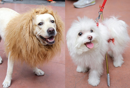 菲律宾办宠物狗时装秀 狗狗扮怪兽迎万圣节