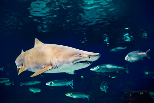 盘点海底世界最危险的10种动物