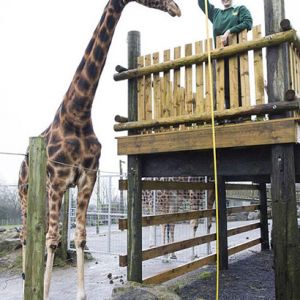 英国一长颈鹿高5.8米 或为世界最高长颈鹿受游客喜爱