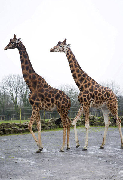 英国一长颈鹿高5.8米 或为世界最高长颈鹿受游客喜爱