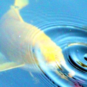 如何运用引力波原理避免吃到天价鱼？