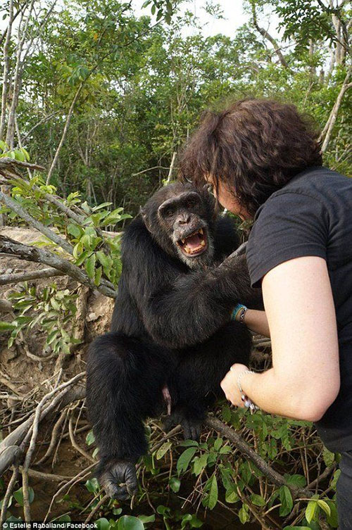 黑猩猩实验后遭丢弃 独自生活3年见人类仍拥抱