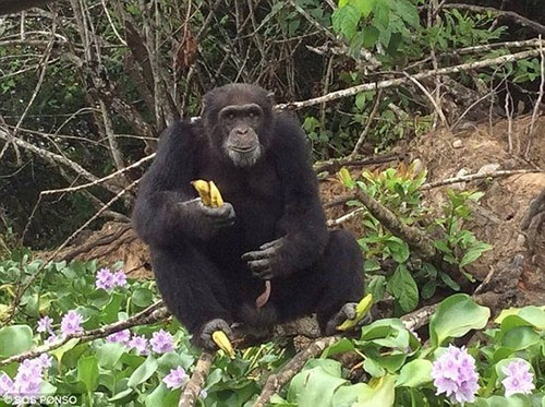 黑猩猩实验后遭丢弃 独自生活3年见人类仍拥抱